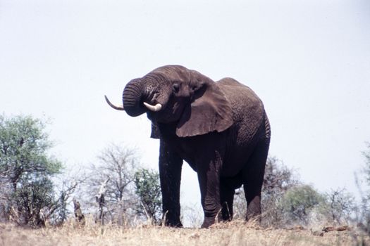 Elephant (Loxodonta africana), Kruger National Park, Mpumalanga, South Africa