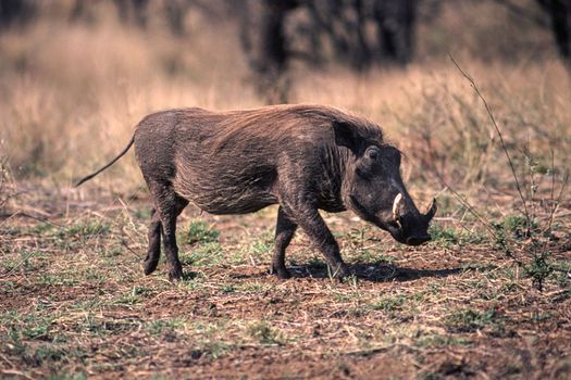 Warthog (Phacochoerus aethiopicus), Kruger National Park, Mpumalanga, South Africa