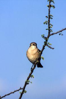 Willow Warbler (Phylloscopus trochilus), Central Kalahari Game Reserve, Ghanzi, Botswana, Africa