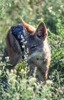 Black Backed Jakal (Canis mesomelas), Central Kalahari Game Reserve, Ghanzi, Botswana, Africa