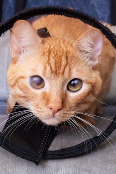 Sad cat in a veterinary collar, close up portrait