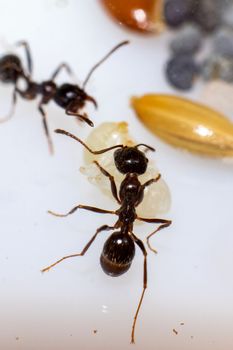 Young brown ant messor structor with a larva, macro photo