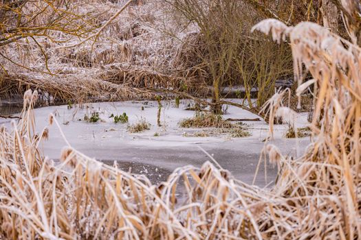 Winter impression with icy reeds and scrub at a frozen lake in winter, Germany
