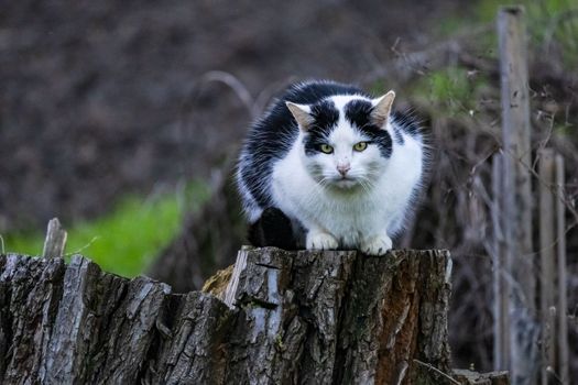 A black and white domestic cat sits on a tree stump and lurks for prey, Germany