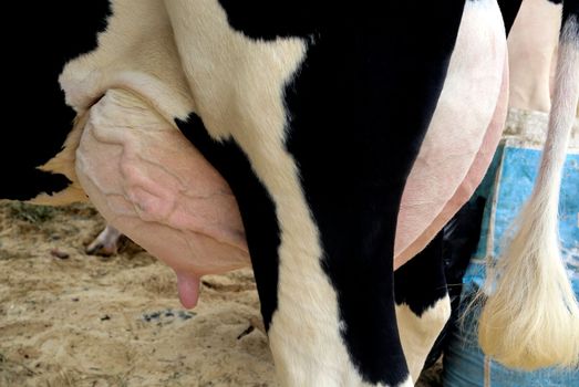 Close-up of a cow's udder, nipples with milk close-up at a rural exhibition.