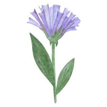 Blue Flowers with Green Leaves Isolated on White Background. Blue Flower Element Drawn by Colored Pencil.