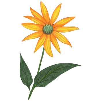 Yellow Topinambur with Green Leaves Isolated on White Background. Jerusalem Artichoke Flower Element Drawn by Colored Pencil.