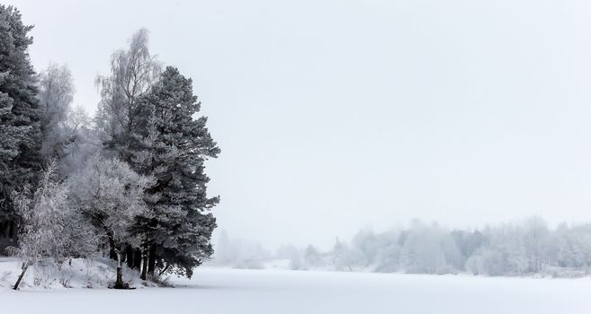 New Year's winter forest, forest in the snow, frost on the trees