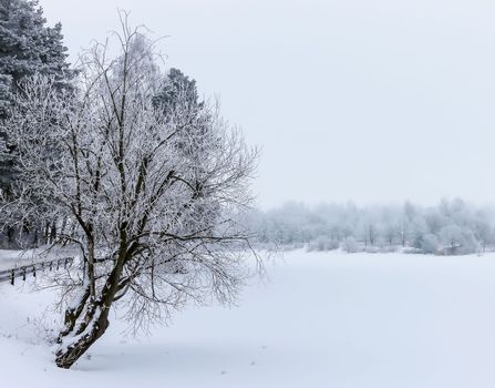 New Year's winter forest, forest in the snow, frost on the trees