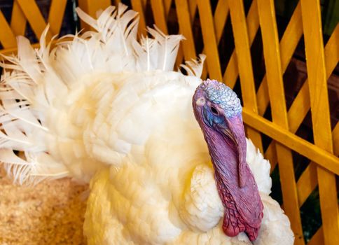 White turkey outdoors close-up in a separate paddock at an agricultural exhibition.