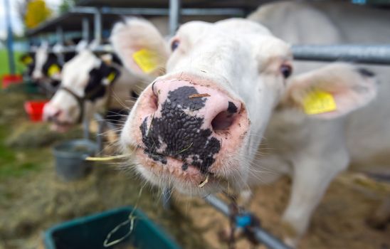 a herd of young white cows on the farm when fed with compound feed and hay.