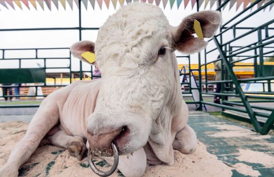 a charolais bull stands in a stall at a cow show