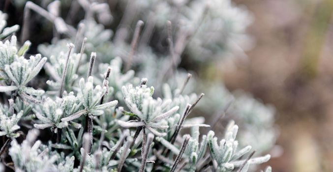 Lavender in winter in the garden outdoors on a frosty morning. Inium-covered plants.