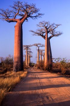 Giant Baobab in Avenue du Baobab, Morondava, Madagascar, Africa