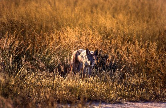 Black Backed Jakal (Canis mesomelas), Central Kalahari Game Reserve, Ghanzi, Botswana, Africa
