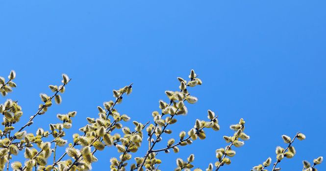 Goat willow, willow, blooms in spring on a clear day against the background of the sky.