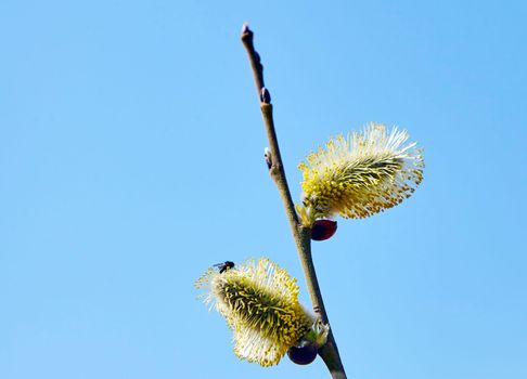 Goat willow, willow, blooms in spring on a clear day against the background of the sky.