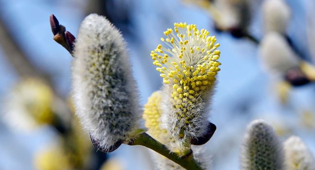 Goat willow, willow, blooms in spring on a clear day against the background of the sky.