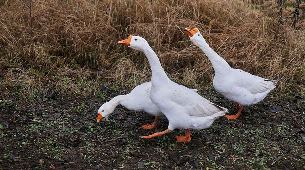 three white geese are walking in the meadow. geese walk outdoors in spring.