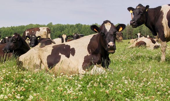 A herd of cows lays together at a feeder outdoors on a field on a sunny hot summer day