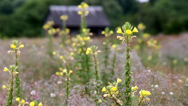 Eastern Europe, Republic of Belarus, Kachanovichi village, Pinsk district, Brest region. Old houses with thatched roofs. Field with yellow flowers.