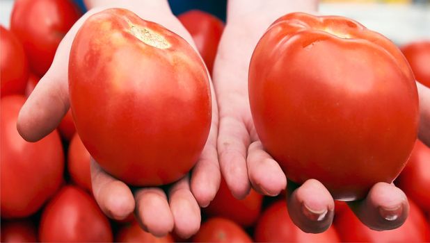 A woman holds tomatoes in her hands at the bazaar. Background image.