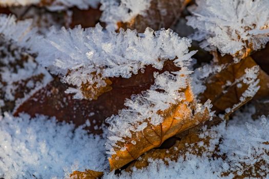 Beautiful shapes and patterns of ice crystals in sunlight on a leaf in winter, Germany