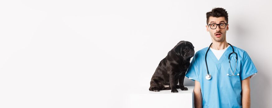 Handsome doctor veterinarian staring at camera surprised, small black dog pug sitting and waiting for examination in vet clinic, white background.