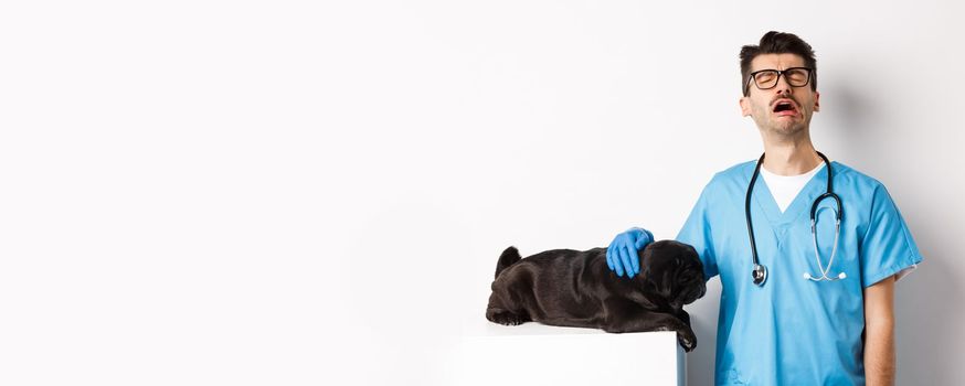 Sad male doctor filling pity for cute black dog pug lying sick on vet clinic table, veterinarian crying and petting puppy, white background.