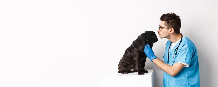 Handsome doctor veterinarian examining black pug, vet kissing and petting cute dog, white background.