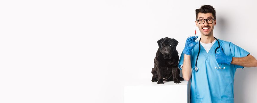 Handsome male doctor veterinarian holding syringe and standing near cute black pug, vaccinating dog, white background.