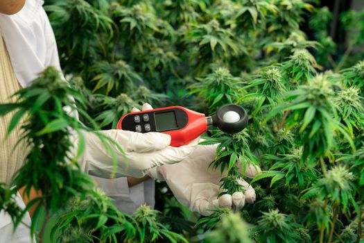 Scientist is measuring temperature and humidity on gratifying cannabis plants and buds in medicinal indoor cannabis farm using thermometer and hygrometer. Concept of cannabis farm in grow facility.