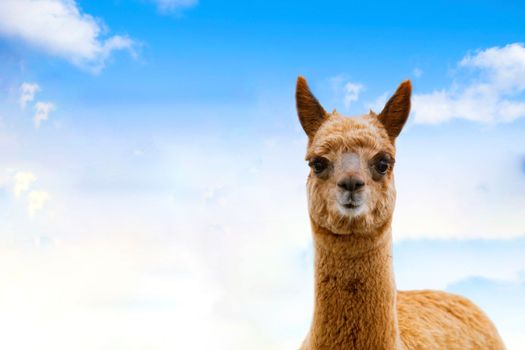 Portrait of alpacas on the background of blue sky. South American camelid. Funny concept copy space white clouds