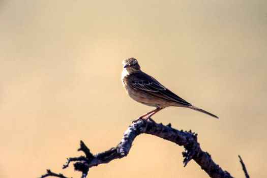 Rattling Cisticola (Cisticola chiniana), Central Kalahari Game Reserve, Ghanzi, Botswana, Africa