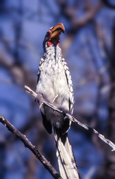 Southern Yellowbilled Hornbill (Tockus flavirostris), Central Kalahari Game Reserve, Ghanzi, Botswana, Africa