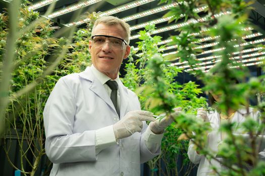 Scientist researching cannabis hemp and marijuana plants in gratifying indoor curative cannabis plants farm. Cannabis plants for medicinal cannabis products for healthcare and medical purposes.