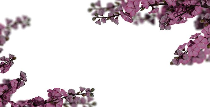 cherry blossom Sakura on white background. 3d rendering