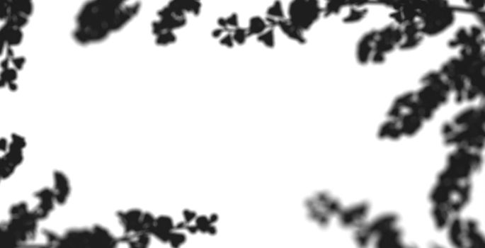 cherry blossom Sakura on white background. 3d rendering