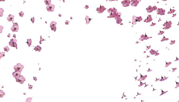 cherry blossom Sakura on white background. 3d rendering