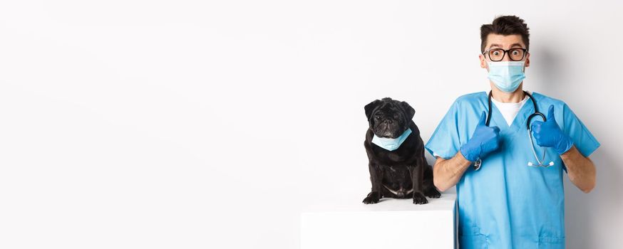 Funny black pug dog wearing medical mask, sitting near handsome veterinarian doctor showing thumbs-up, white background.