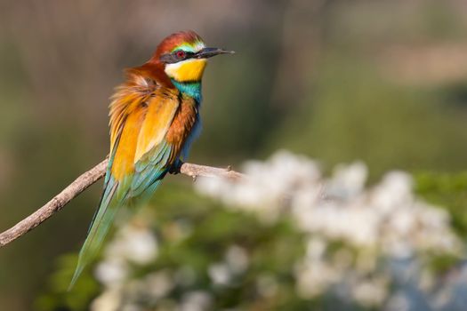 beautiful bee-eater bird on a flowering branch , bright shots