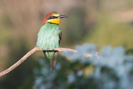 beautiful wild bird on a flowering branch , bright shots