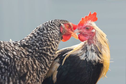 chickens in love look at each other , bright shots