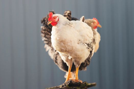chickens on the farm stand next to each other , bright shots