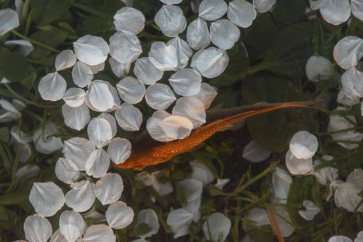 fish in sunset rays and petals of spring flowers top view , bright shots