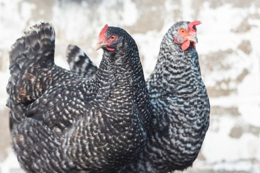 pair of thoroughbred chickens with beautiful plumage , bright shots