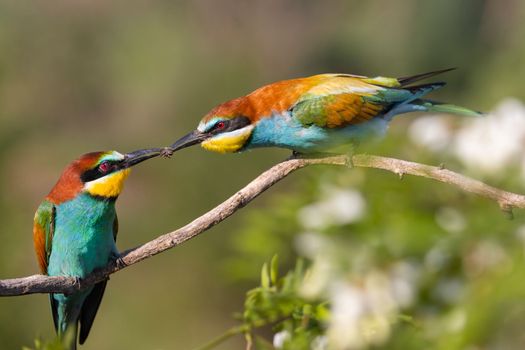 spring courtship of beautiful birds , bright shots