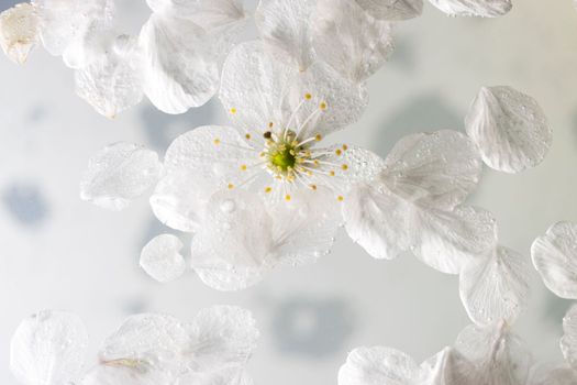 white spring cherry petals in water , bright shots