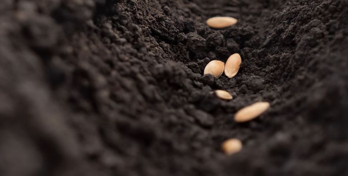 Melon seeds planting soil hole. Planting vegetable seeds soil ground dirt garden soil farm rows. Sowing seed of life plant earth closeup. Furrows earth garden. Agricultural concept. Planting concept