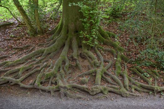 Big tree root in a forest
